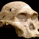 Illustration for article titled Fossilized teeth reveal that ancient women had to leave home to find mates